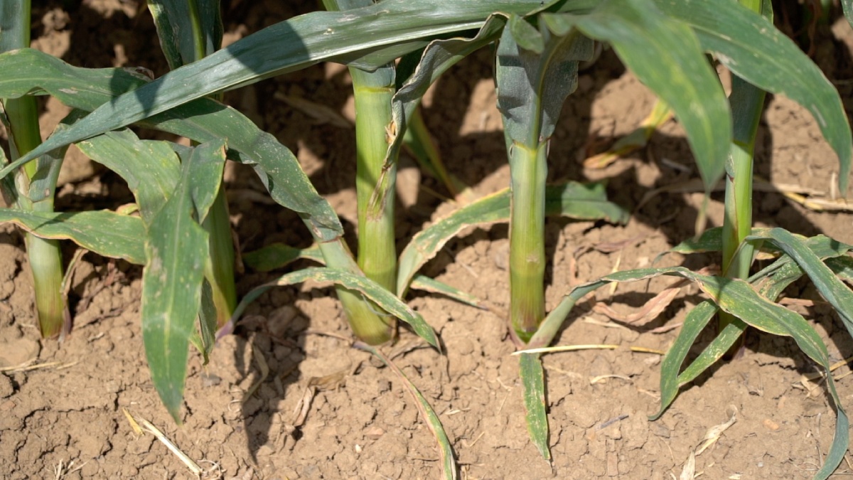 Preceon - Smart Corn System prevede una densità di semina elevata, pari a dieci-dodici piante per metro quadro